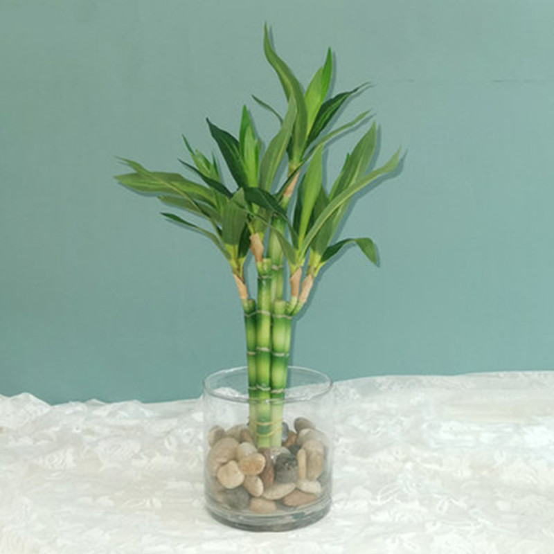 Marine Fish Tank - New 40cm Artificial Lucky Bamboo Succulent